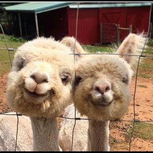 Meet your Posher, Shelley